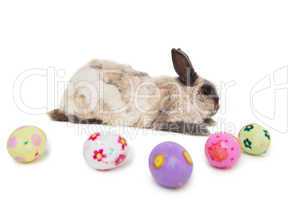 Fluffy bunny with Easter eggs on white background