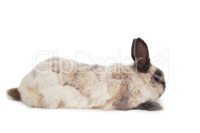 Fluffy rabbit on white background