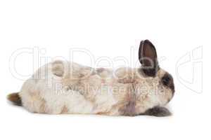 Fluffy rabbit on white background