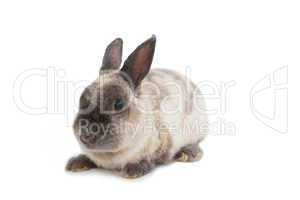 Adorable rabbit on white background