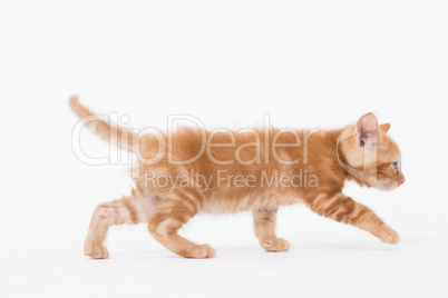 Cat walking over white background