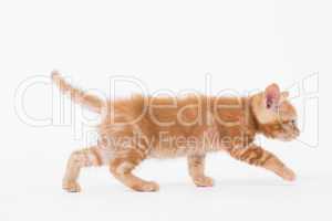 Cat walking over white background