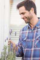 Happy man smelling his lavender plant