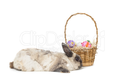 Fluffy bunny with basket of Easter eggs