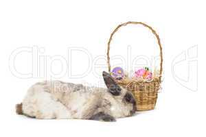 Fluffy bunny with basket of Easter eggs