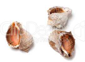 Three empty shells from rapana venosa