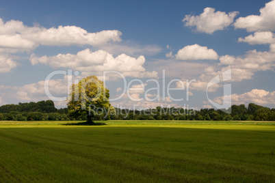 einsamer Baum in der Sonne auf einer Wiese