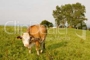 eine Kuh auf einer bayrischen Weide