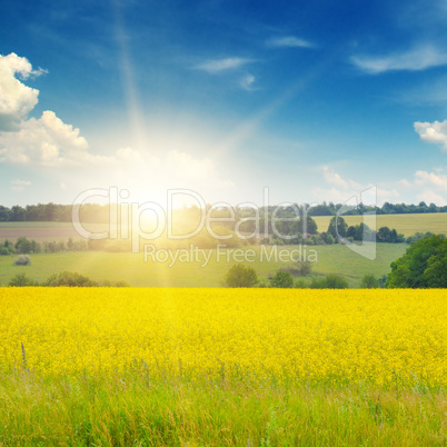 canola field and blue sky