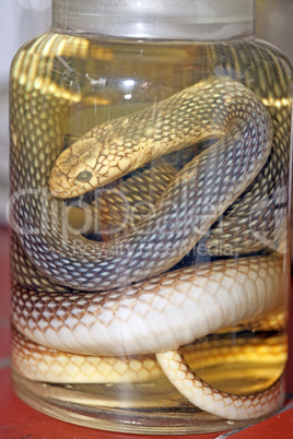 Aesculapius' snake
