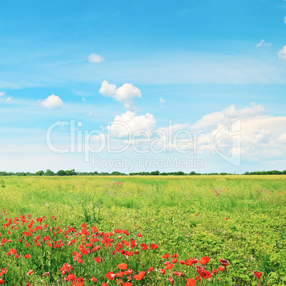 beautiful wheat field and blue cloudy sky