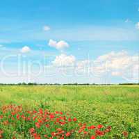 beautiful wheat field and blue cloudy sky