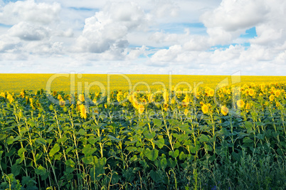 field with blooming sunflowers and blue sky