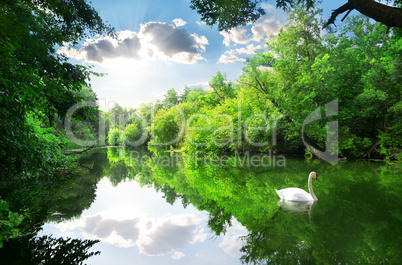 White swan on river