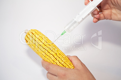 Genetically modified organism - corn