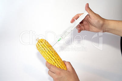 Genetically modified organism - corn
