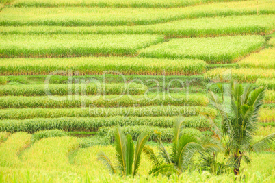 Reis Terrassen auf Bali, Indonesien, Detail