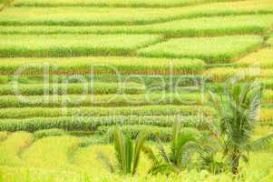 Reis Terrassen auf Bali, Indonesien, Detail