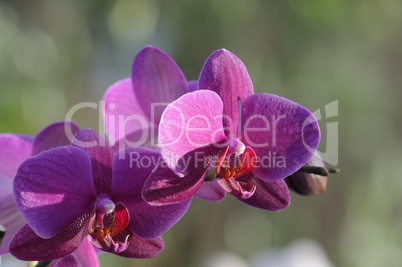 orchidee