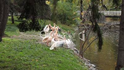 Pelicans clean their feathers under trees