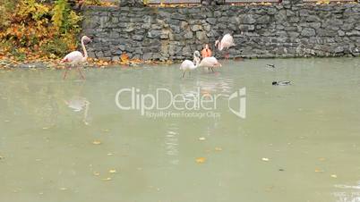 flamingos walk on water in Zoo