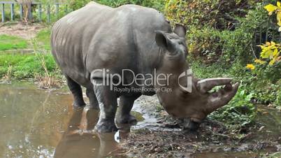 Southern white rhinoceros stands in puddle