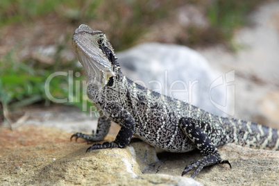 Australische Wasseragame (Physignathus lesueurii)