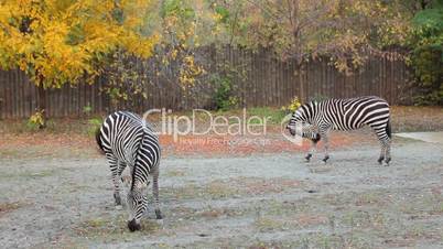 Two Grant's zebras in autumn Zoo