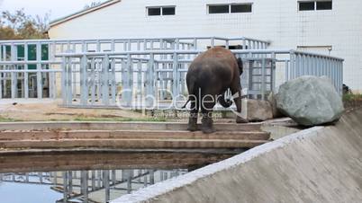 Asian elephant in Zoo autumn