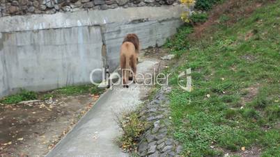 African lion walks back and forth in autumn Zoo