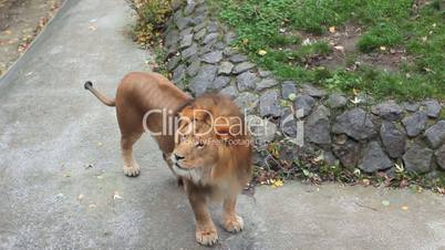 Lion Shakes Mane Then Goes