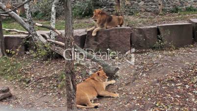 Couple Of Lions Resting