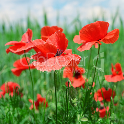 red poppies