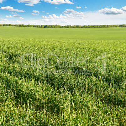 meadow and blue sky