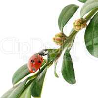 ladybird on green leaf