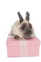 Bunny sitting on top of pink gift box