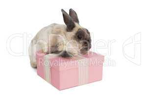 Fluffy bunny with pink gift box