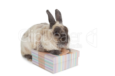Fluffy bunny with gift box