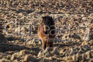 Brown icelandic pony on a meadow