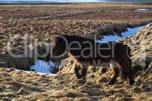 Brown icelandic pony on a meadow