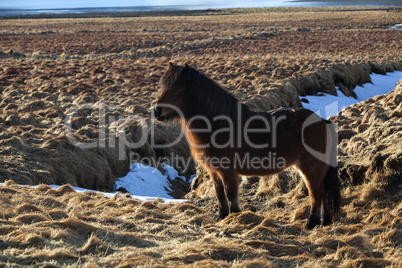 Brown icelandic pony on a meadow