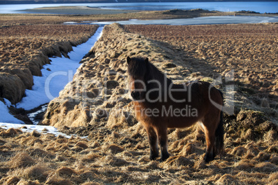 Brown icelandic pony on a meadow