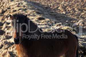 Brown icelandic pony on a meadow