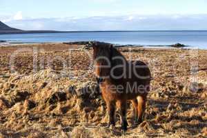 Brown icelandic pony on a meadow