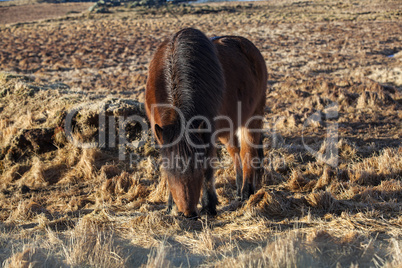 Brown icelandic pony on a meadow