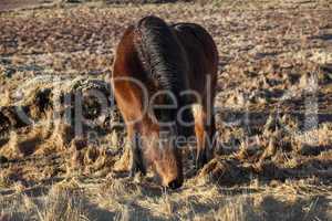 Brown icelandic pony on a meadow