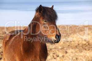 Brown icelandic pony on a meadow