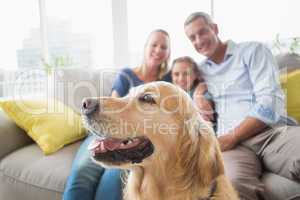 Golden Retriever with family at home
