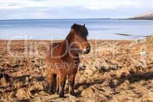 Brown icelandic pony on a meadow