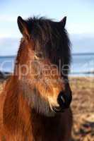 Brown icelandic pony on a meadow